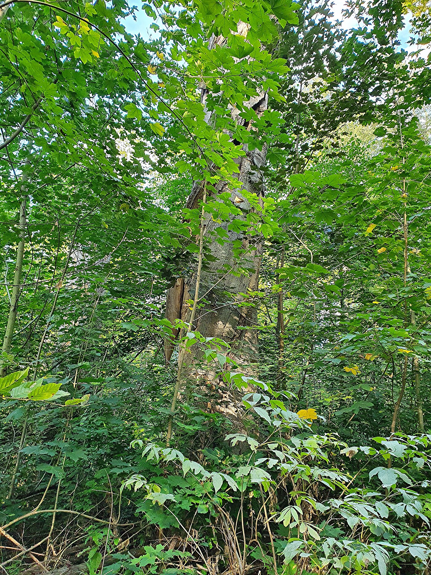 Flusslandschaft Eula - Aue