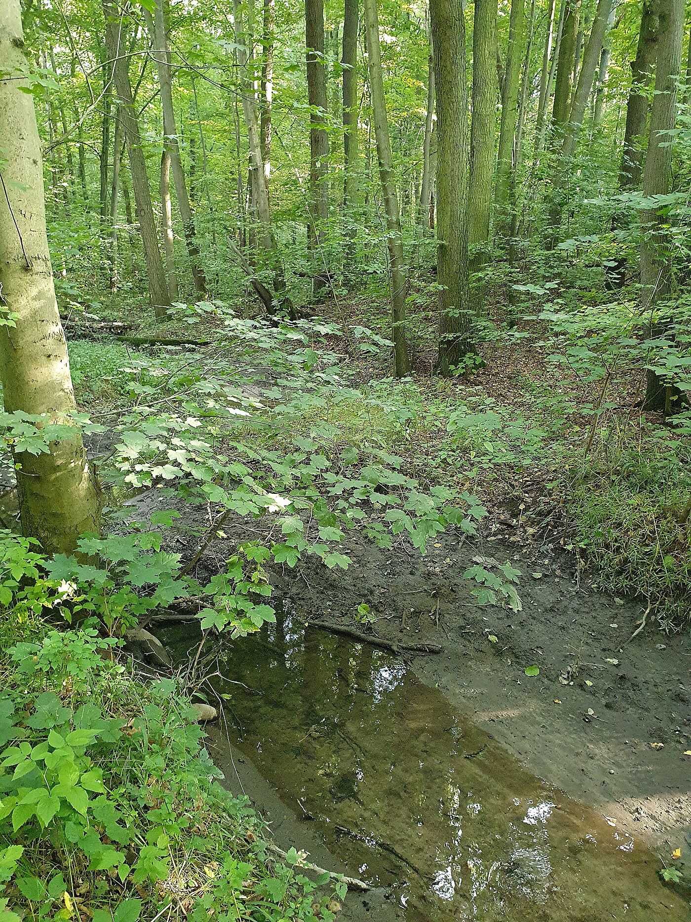 Flusslandschaft Eula - Bachlauf